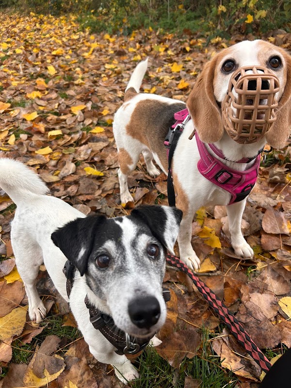Beacon Barkers Pet Centre (Meadowcroft Kennels Ltd) photo 2