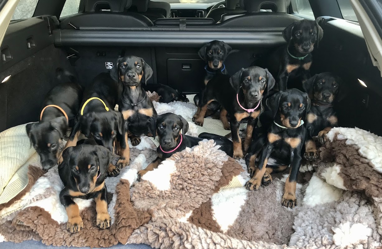 Ambersky Dobermanns photo 2