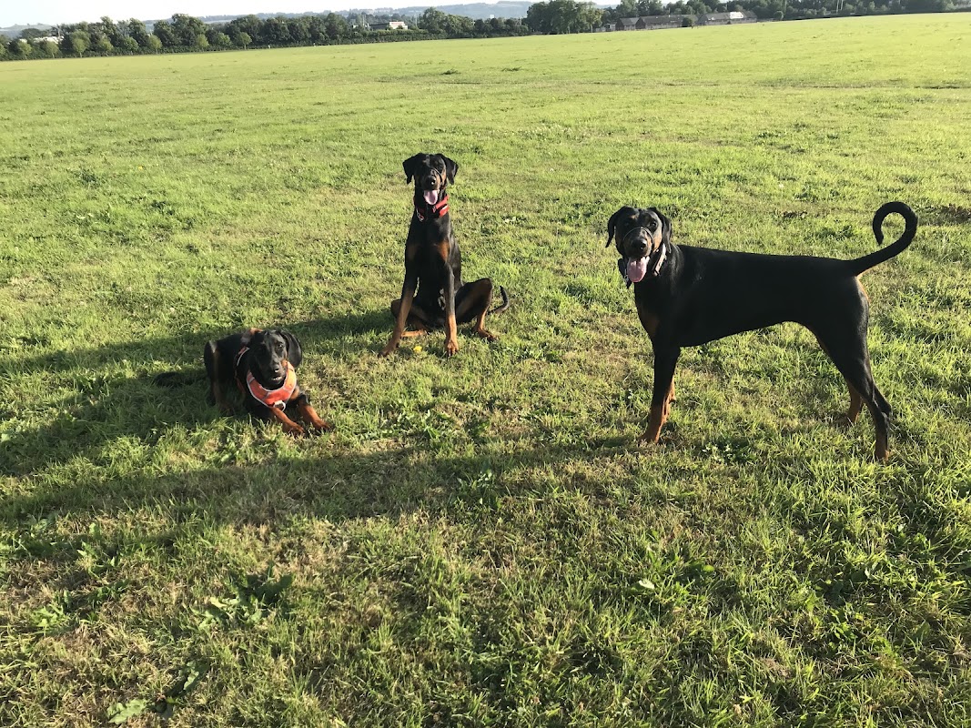 Ambersky Dobermanns photo 3