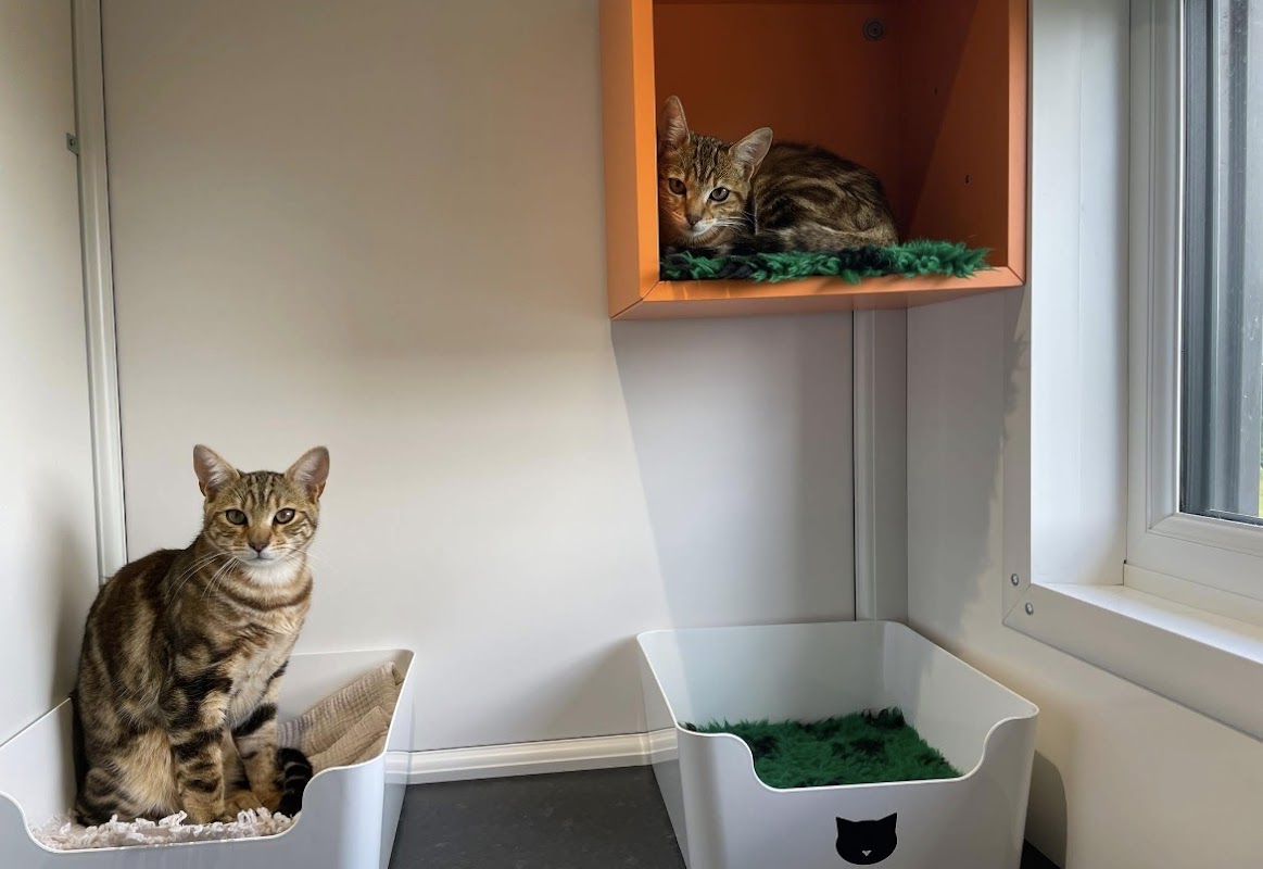 Mayfield Cattery