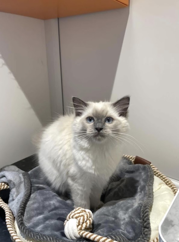 Mayfield Cattery photo 3