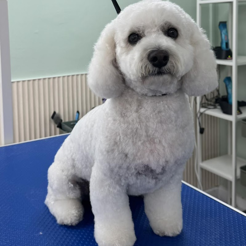 Oh My Dog photo 3