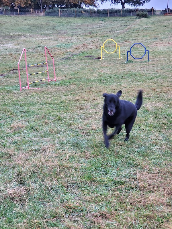 Harry's Hideout - Secure Dog Field photo 1