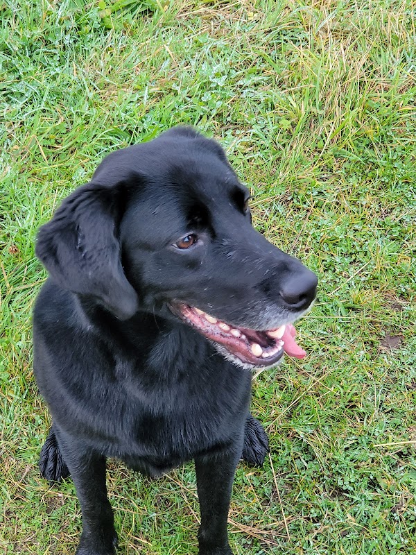 Harry's Hideout - Secure Dog Field photo 3