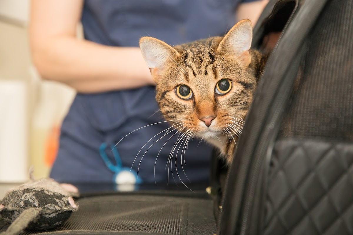 Thanet Cattery