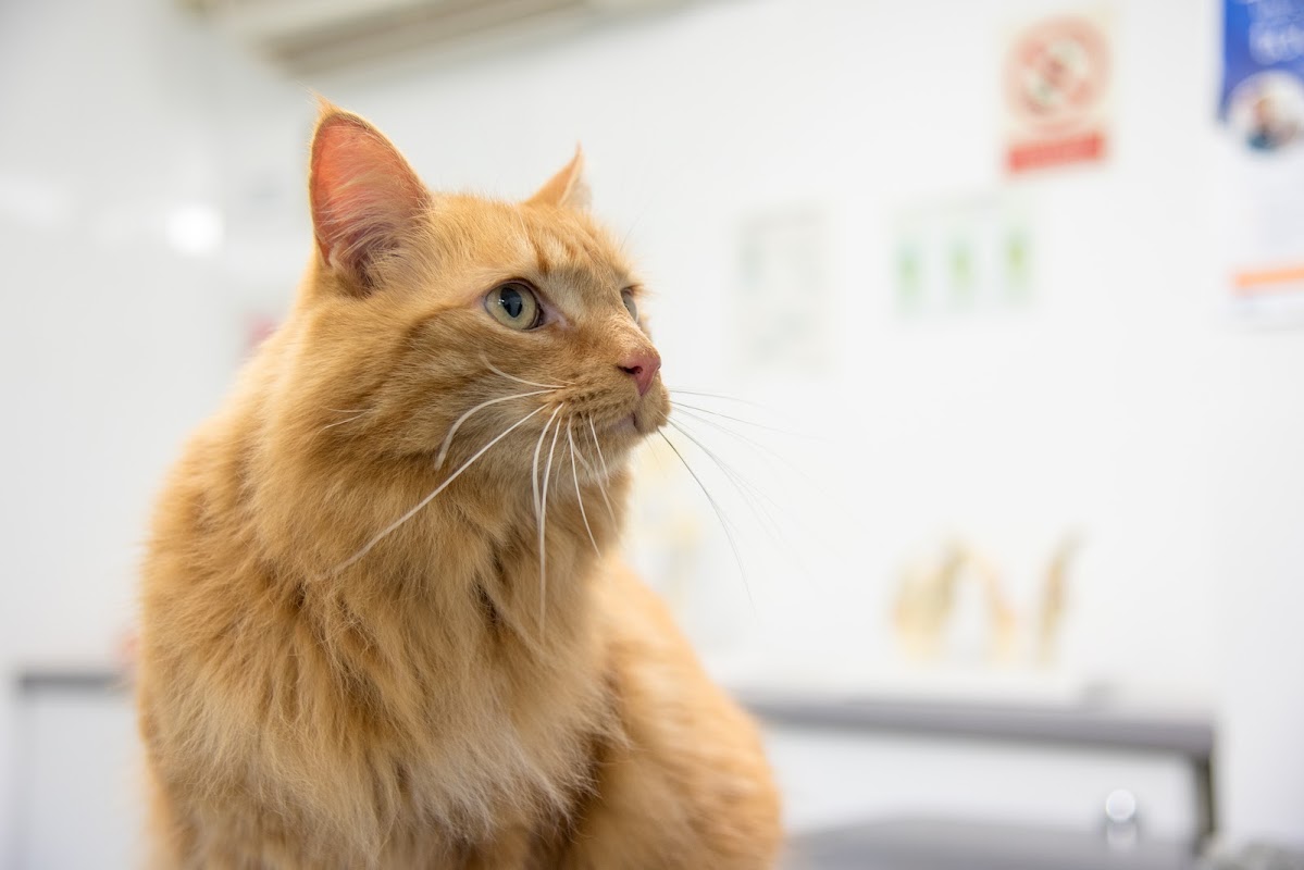 Thanet Cattery photo 1