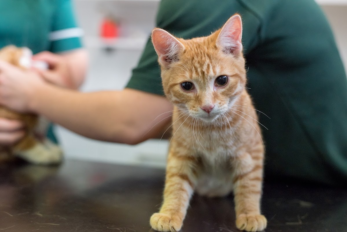 Thanet Cattery photo 2