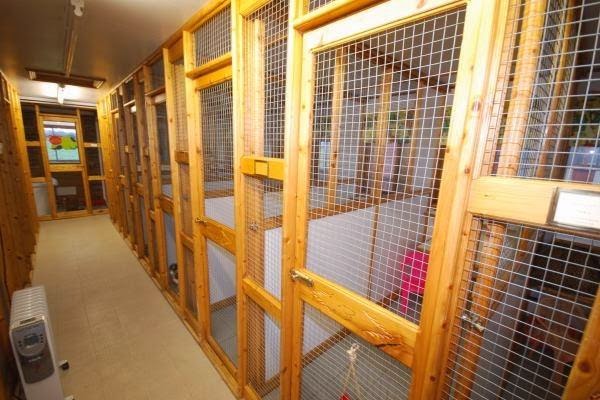 Posh Paws Cattery photo 1