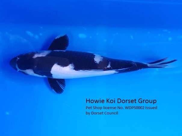 Howie Koi Dorset