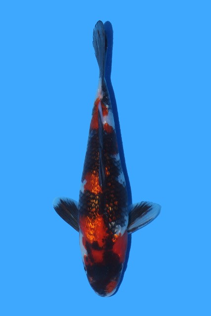 Howie Koi Dorset photo 2