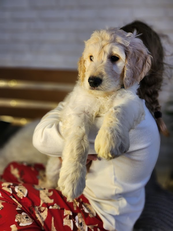 Bella's Goldendoodles