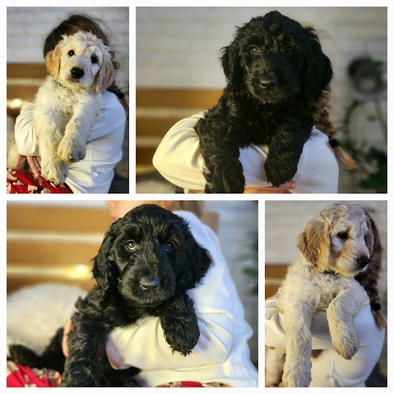 Bella's Goldendoodles photo 1