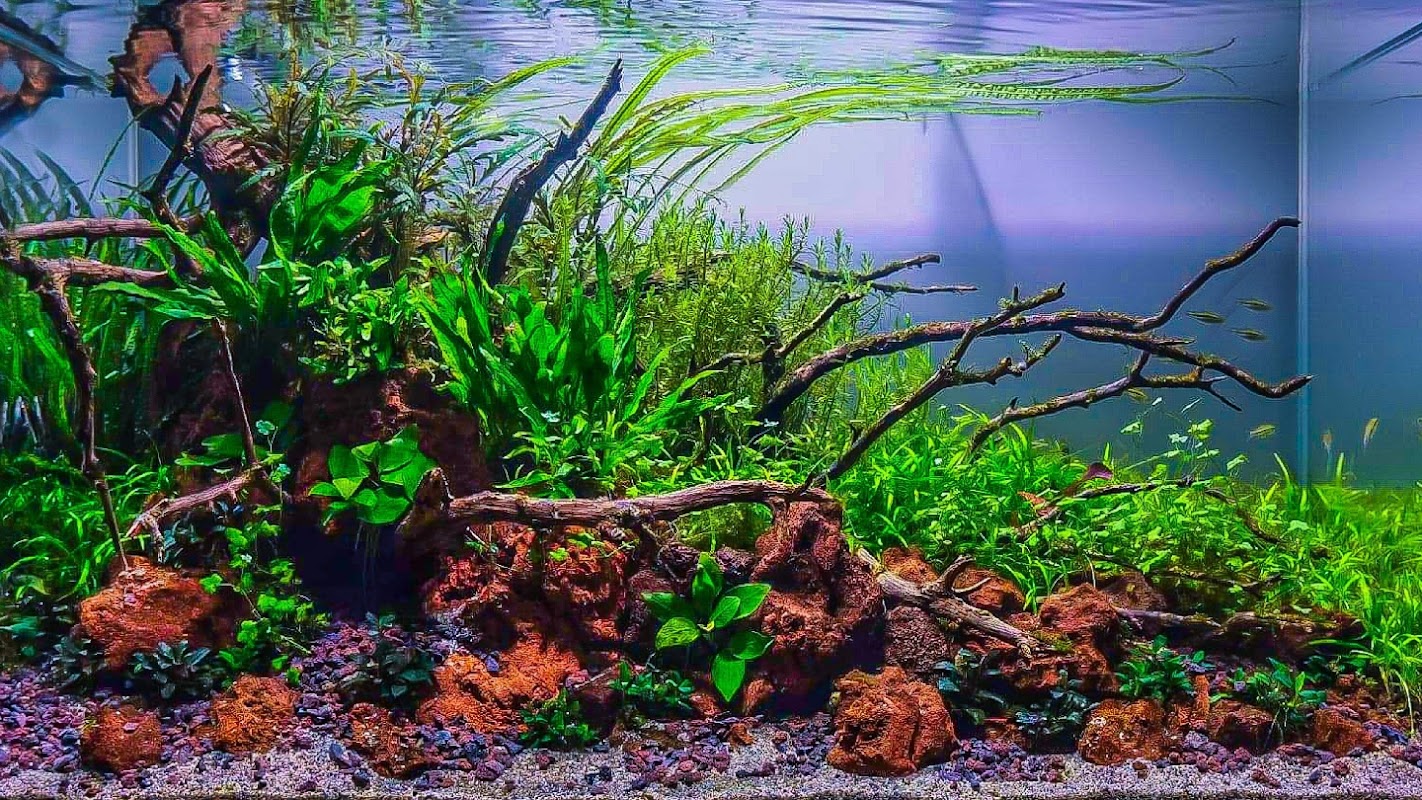 Aquaman Complete Aquarium Services photo 1