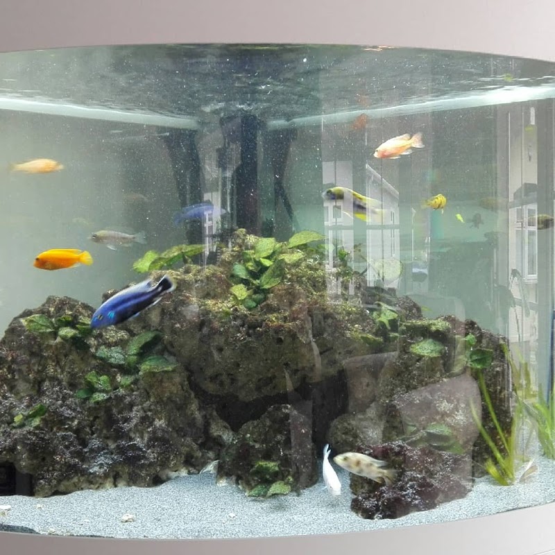Aquaman Complete Aquarium Services photo 2