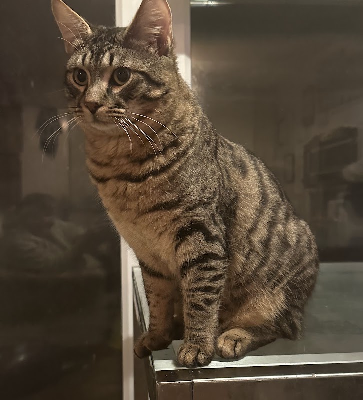 Sherkhan Bengals