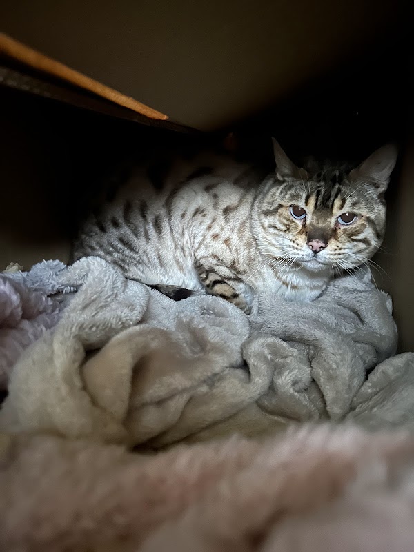 Sherkhan Bengals photo 3