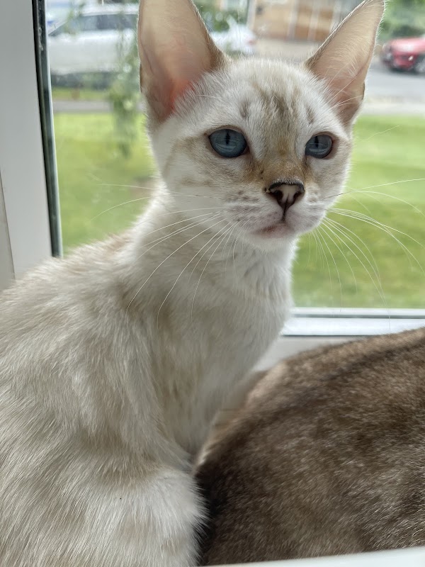 Sherkhan Bengals photo 2