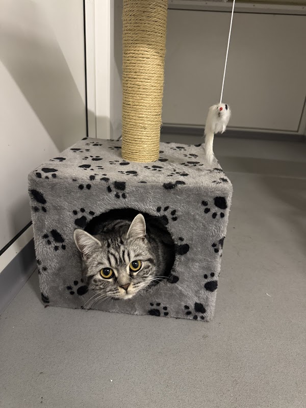 Platinum cat hotel 5* luxury cattery