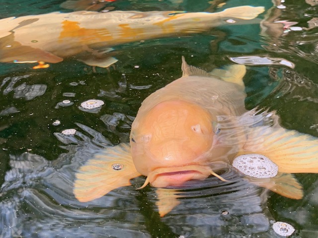 BJ's Japanese Koi