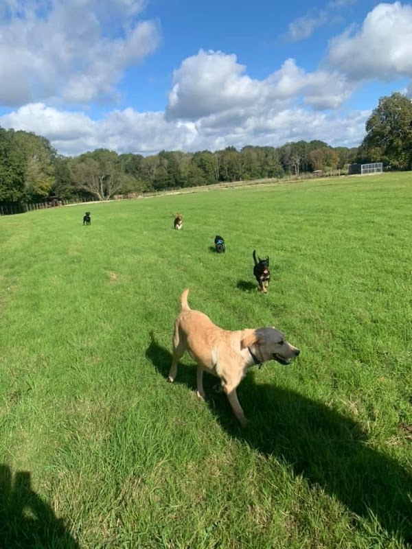 Northlands Meadows Dog Freedom Field Surrey & West Sussex photo 2