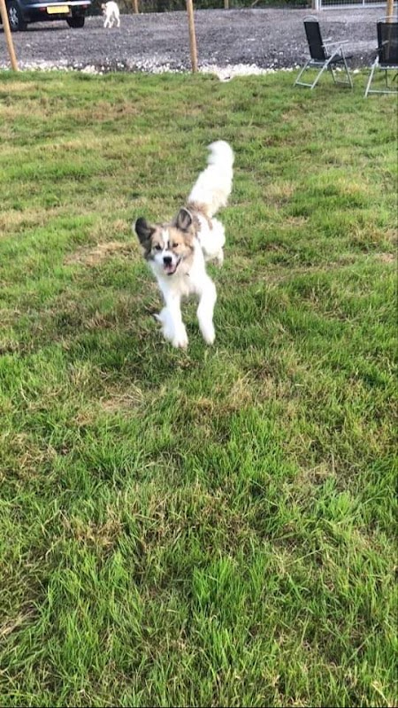 Northlands Meadows Dog Freedom Field Surrey & West Sussex photo 3