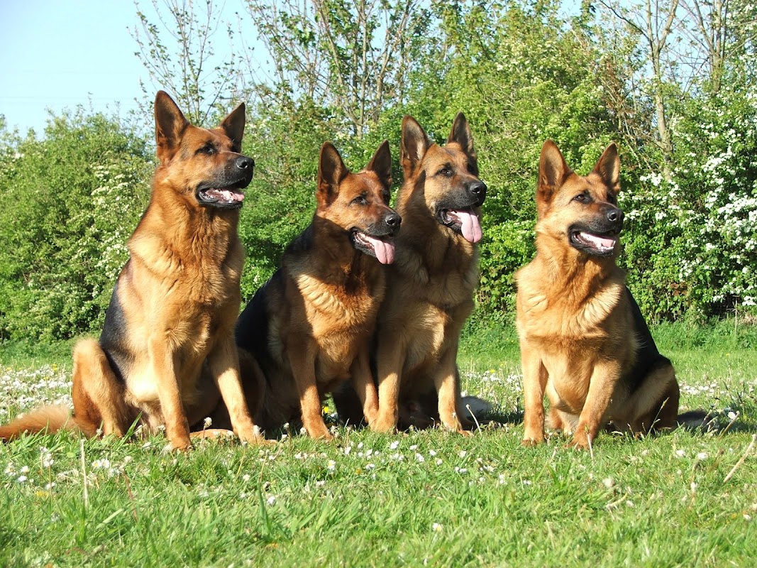 Marinita German Shepherds & Kanine Komplete Premium Dog Food