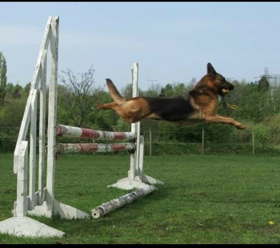 Marinita German Shepherds & Kanine Komplete Premium Dog Food photo 3