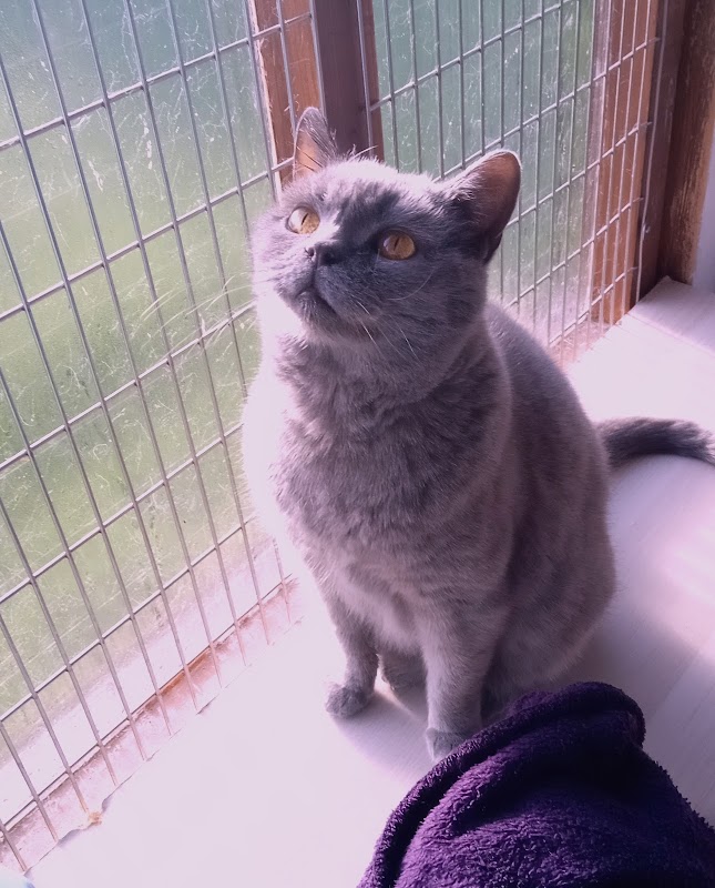 Cottage Cattery photo 2