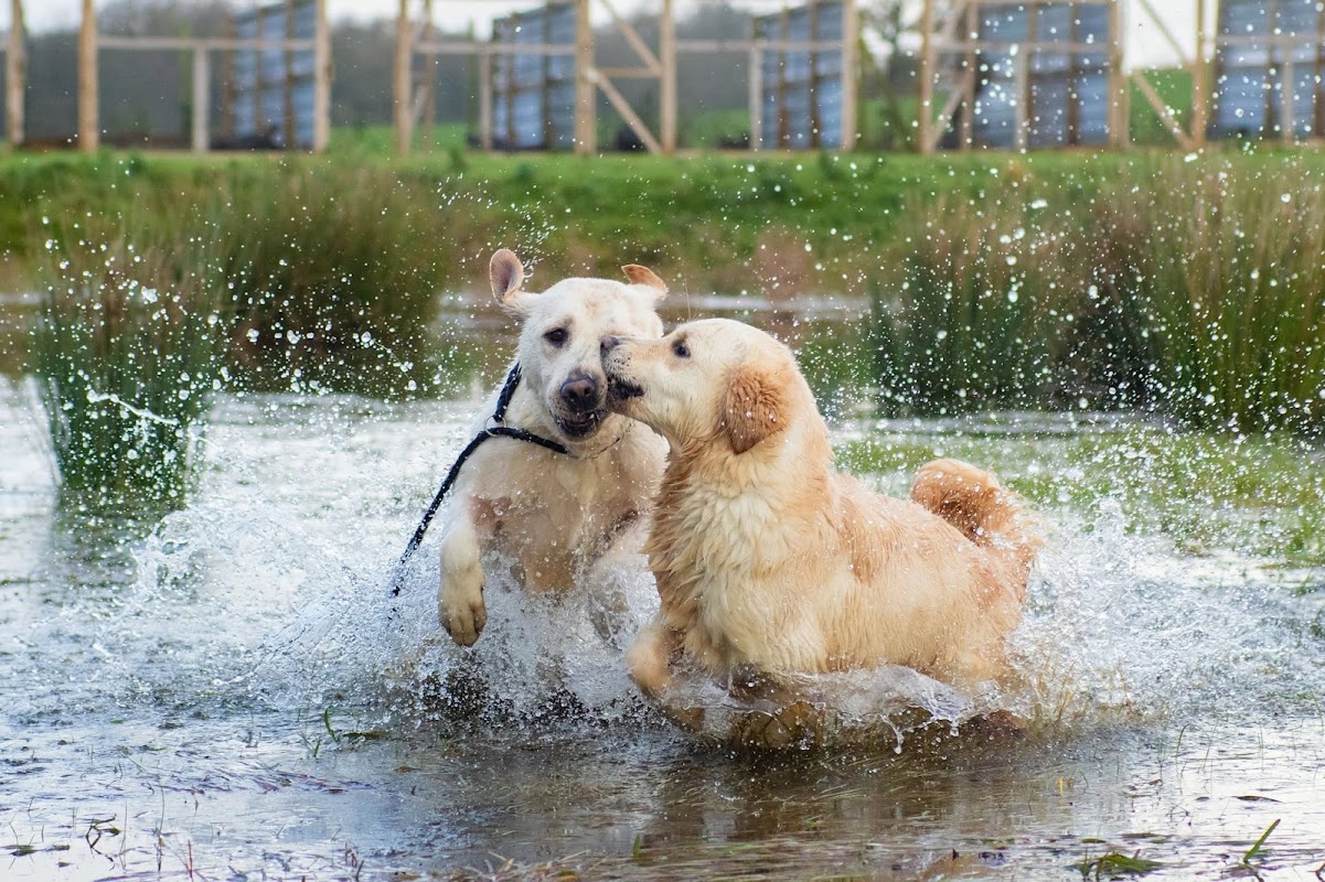 A & T Trained Dogs photo 1