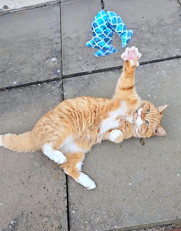 Hall Farm Cattery photo 3