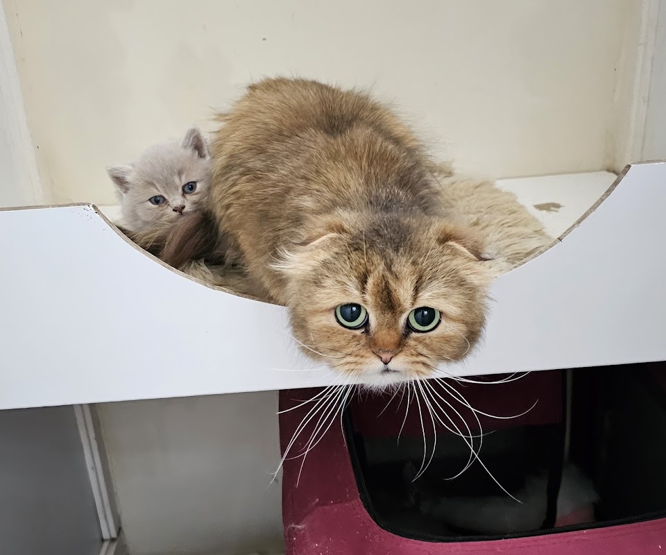 Hall Farm Cattery photo 2