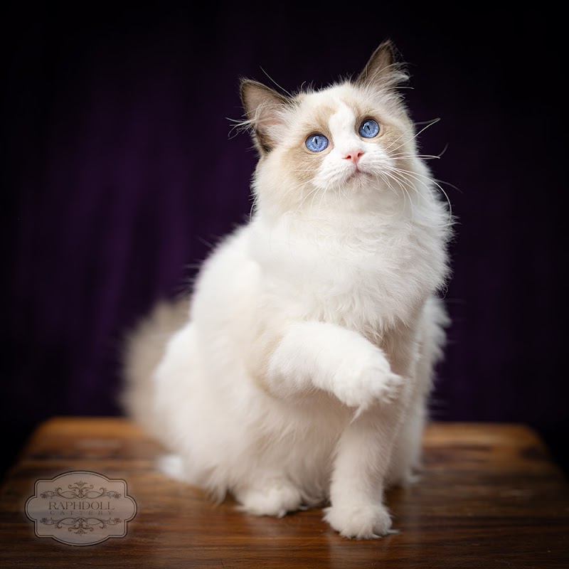 Ragdoll Kittens London photo 2