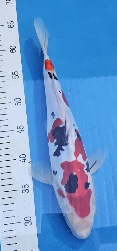 Koi Heaven - Quality Japanese Koi