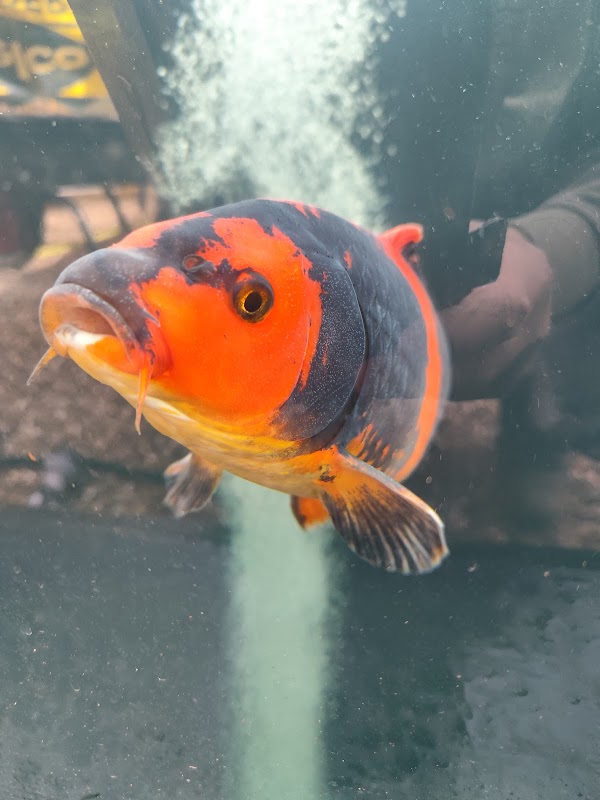 Koi Heaven - Quality Japanese Koi photo 3