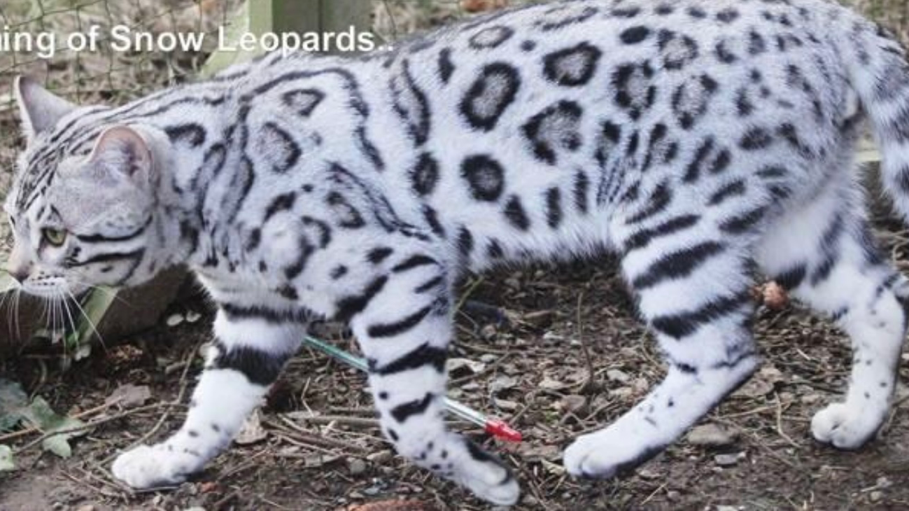 Silverstorm Bengals
