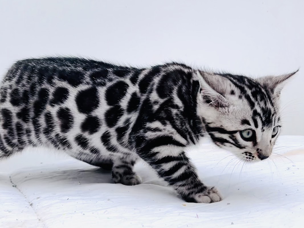 Silverstorm Bengals photo 3