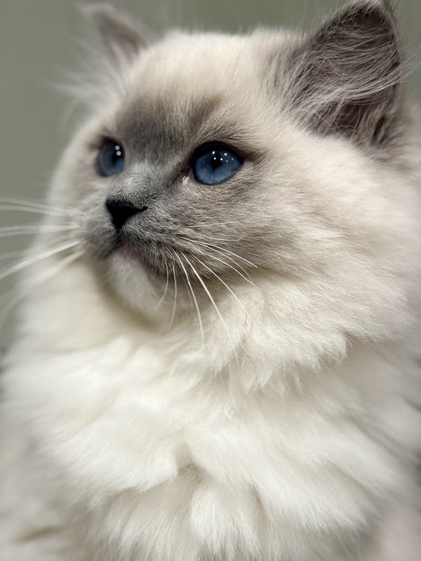 Bonnie Dolls Ragdolls