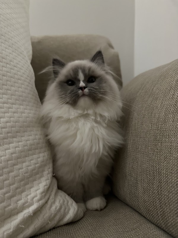 Bonnie Dolls Ragdolls photo 2