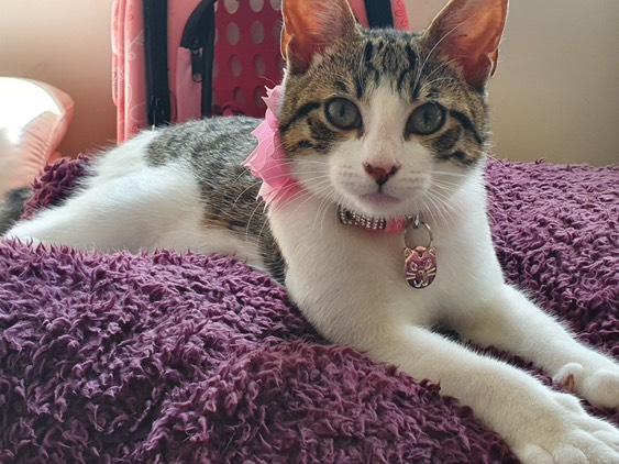 Purley Cattery photo 2
