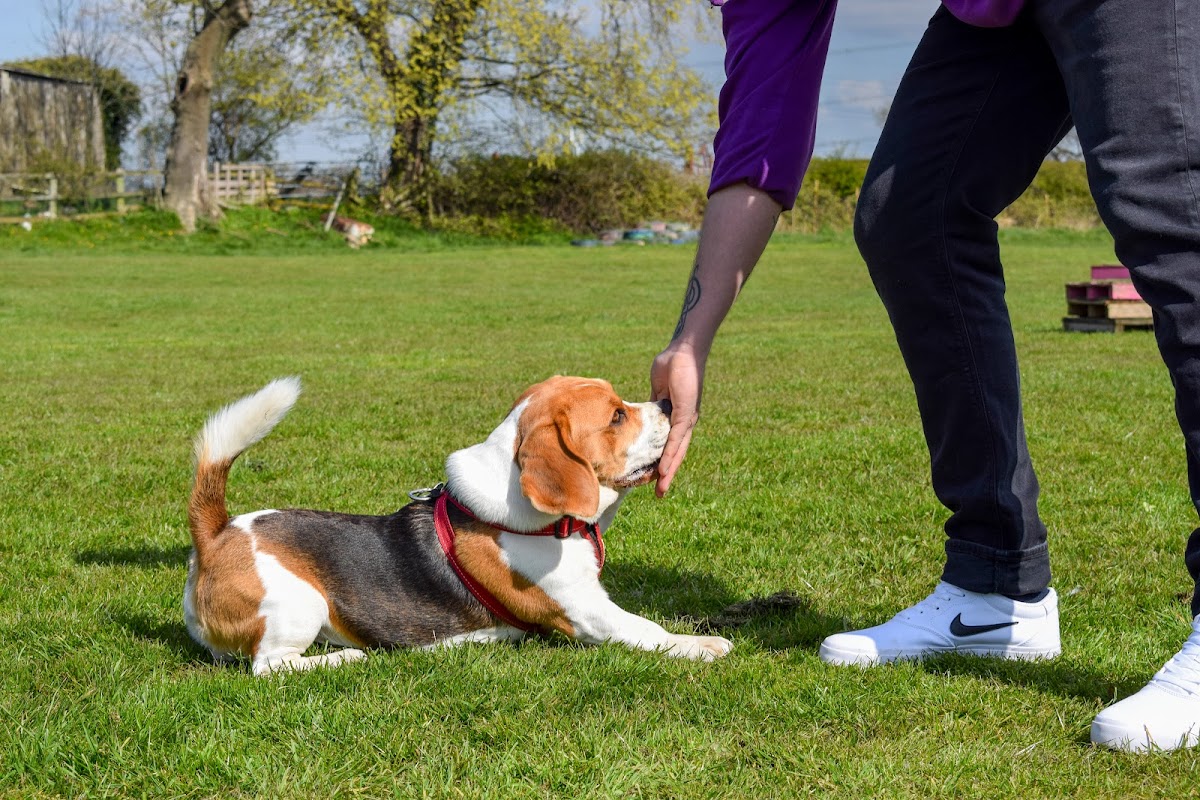 The Puppy Master photo 1