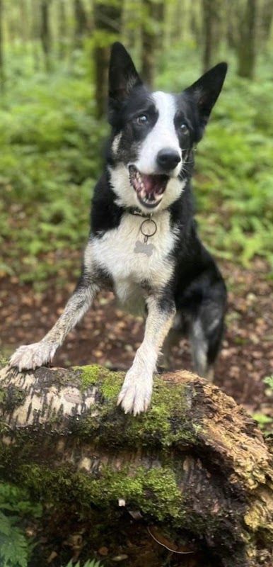 Woodvilla Kennels photo 2