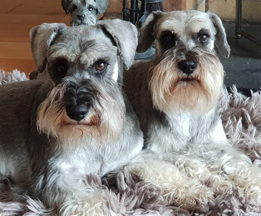 Miniature Schnauzers in Northern Ireland