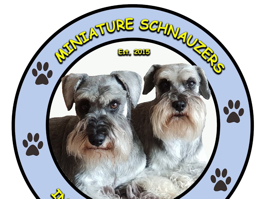 Miniature Schnauzers in Northern Ireland photo 1