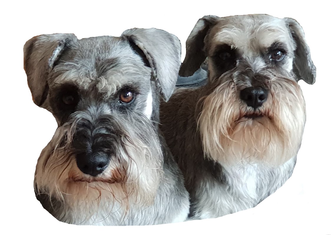 Miniature Schnauzers in Northern Ireland photo 3