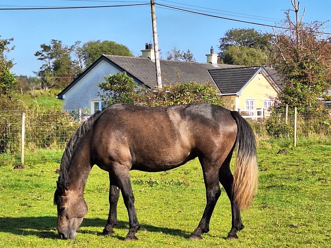 Lough Melvin Stud photo 2
