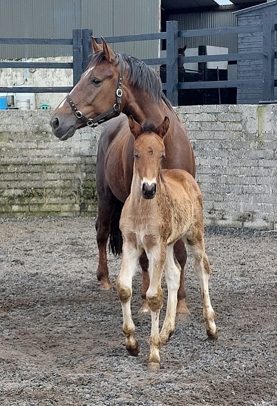 Lough Melvin Stud photo 3