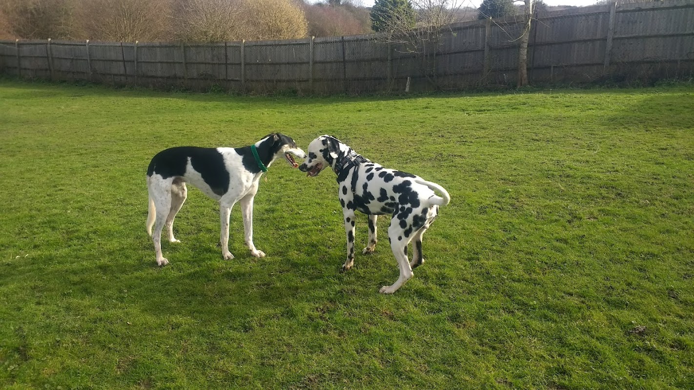 Celia Cross Greyhound Trust photo 1