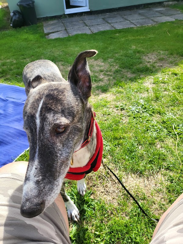 Celia Cross Greyhound Trust photo 3