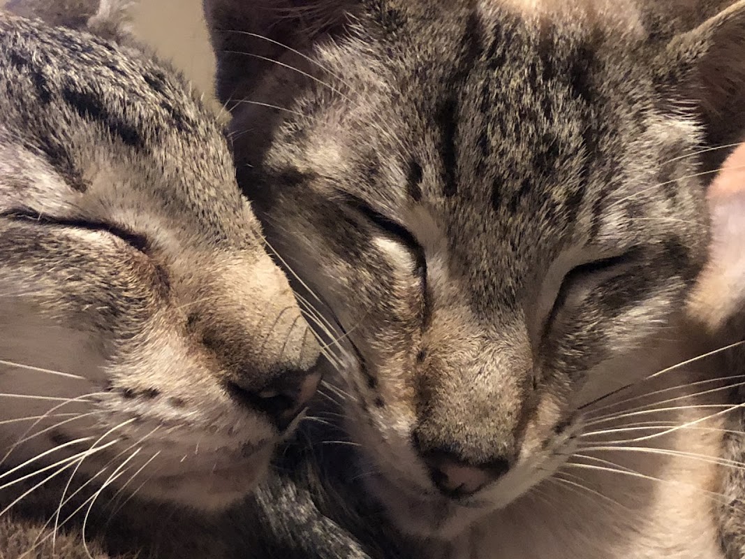 Carefree Cattery