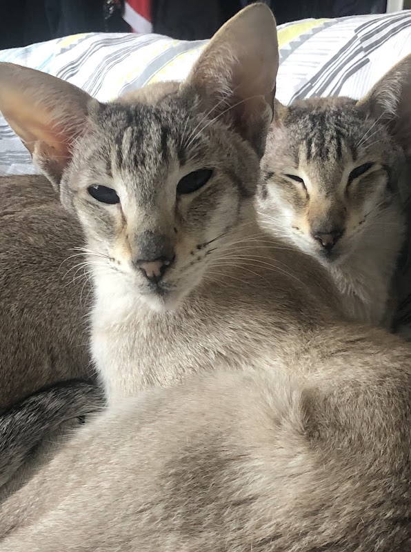 Carefree Cattery photo 2